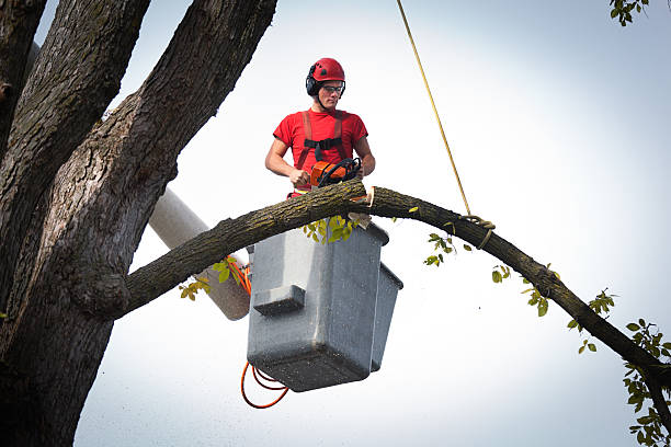 Best Tree Risk Assessment  in Cedar Mill, OR